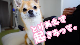 新卒が犬を飼うとこんな休日になります