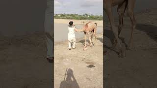 Camel ll peopul healping therapeutic#Desert