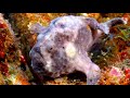 The Flower Garden Banks Coral Spawning | JONATHAN BIRD'S BLUE WORLD