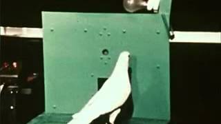 Skinner   Shaping Pigeon Turn Clip