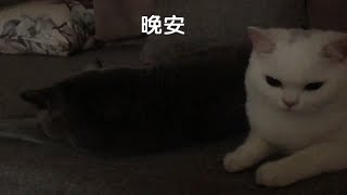 你永远叫不醒一只装睡的小猪