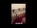 my cat jumping قطي يحب القفز