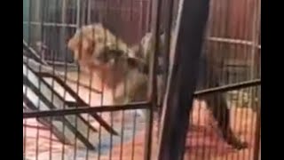 Tiger vs Lion - Tiger knocks down Male Lion with one Paw Swipe