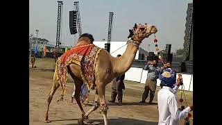 Animal Show |Horse and Cattle show fortress stadium Lahore 8th Feb 2025 |