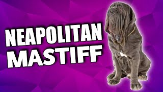 Neapolitan Mastiff Dog Breed [Health Issue, Guarding Ability \u0026 Price] | Dogs Junction.