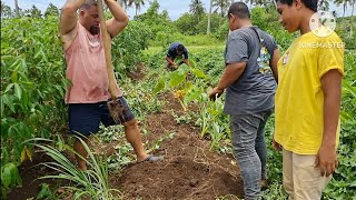 Collect coconuts, Harvest sweet potato and finish off with a feed....(one pot) Off Grid.