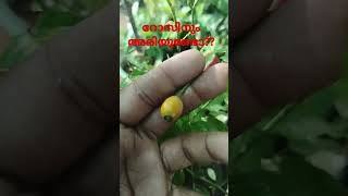 റോസിന്റെ അരി കണ്ടിട്ടുണ്ടോ?? #shorts #rose #seeds #viral #short #viral #gardeningtips #garden