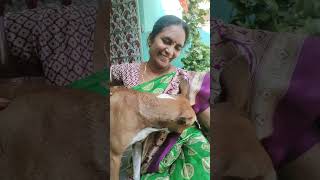 నీకు బుద్ధుందా 😂🤣 #youtube #comedy #doglover #subscribe