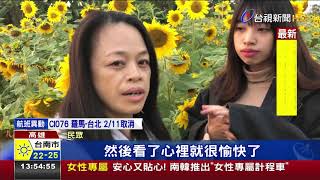 走春去哪?高雄杉林29公頃花海綻放爭艷