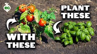 Plant These 20 Crops With Your Tomatoes And Watch Them Explode