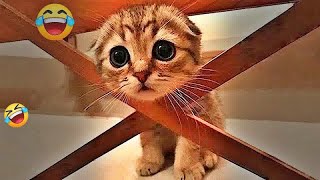 You Laugh You Lose😻🐈Funniest Dogs and Cats 2025😹