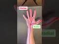 Where is Your Median Nerve and What Happens When It’s Stuck?