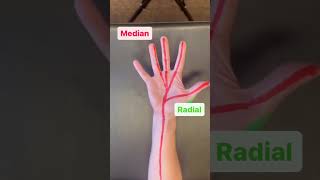 Where is Your Median Nerve and What Happens When It’s Stuck?