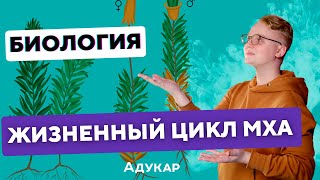 Жизненный цикл мхов | Ботаника, Биология ЕГЭ, ЦТ, ЦЭ | Кукушкин лен |  | Споровые растения