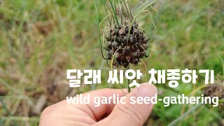 달래 씨앗 채종하기 - wild garlic seed-gathering