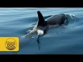 Ocean Predators | Planet Doc Express Documentaries