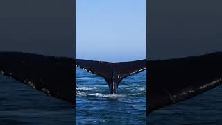 Humpback whale flukes make boat disappear!