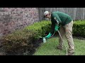 how to get rid of black vine weevils 4 easy steps