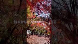 【丹沢湖】千代の沢園地🍁紅葉真っ盛りの丹沢湖🍁✨＠こっこっちwalk#丹沢湖#紅葉ラバー#千代の沢園地の紅葉#vlog#shorts