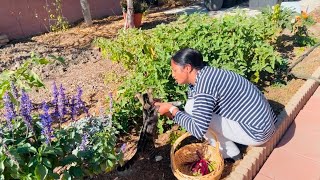 సరైన వంకాయ రకం; Still Harvesting Eggplants #longpurpleeggplant