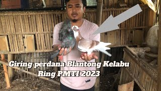 Giring perdana piyik Full rampas Blantong Kepabu ring PMTI 2023