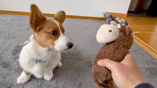 Corgi Puppy DESTROYS His New Moose Toy! Kong Tugger Knots Moose Squeaky Dog Toy Review!