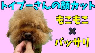 もこもこをハサミでバッサリ！【トイプードルのテディベアカット：トリミング】