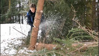 STIHL MS 260 Kácení stromů lopatkou Jak vyprostit strom zakleslý v okolních stromech  Felling a tree