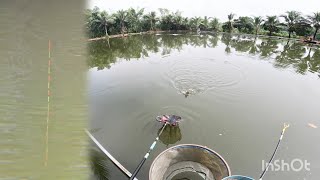 Fishing | Câu Đài | Tập 259 | Cách Câu Cá Lớn Trọng Bầy Cá nhỏ | Nghiện Câu TV