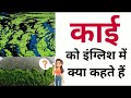 काई को इंग्लिश में क्या कहते हैं kai ko english mein kya kahate hain kai in english