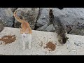 私は魚屋で新鮮な魚をすべて購入し、すべての野良猫に生魚を与えました。