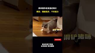 原來貓和老鼠是紀錄片，網友：燒胎起步，千匹貓力 #cuteanimal #cat #寵物