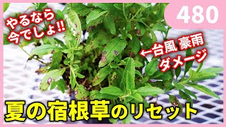 夏の宿根草の秋のお手入れ by 園芸チャンネル 480 園芸 ガーデニング 初心者