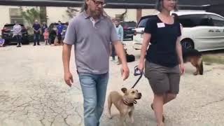 Solid K9 Training - Reactive Dog Class