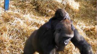 Baby Gorilla at Howletts Wild Animal Park.