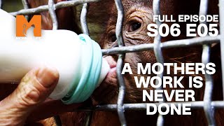 Jeremy Takes On Motherly Duties | Season 6 Episode 5 | Full Episode | Monkey Life