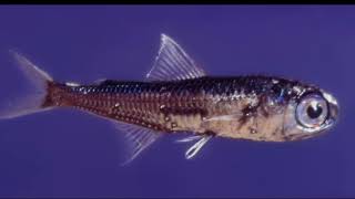 Facts The Lanternfish