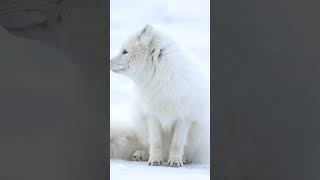 Cute Arctic fox