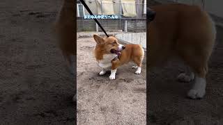 犬がやりたい5つの事　コーギー犬コナン #dog #corgi