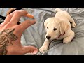 LABRADOR PUPPY VS. THE CLAW!