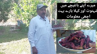 Great info on berries and bananas in my garden || میرے  باغیچے میں شہتوت اور کیلا بارے بہت معلومات