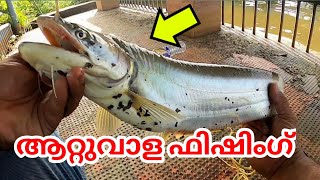 ആറ്റുവാള ഫിഷിംഗ്  🔥🔥🔥 | Wallagoattu Fishing | Attuvala / Kerala Catfish / Spoonlure Fishing