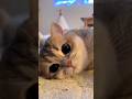 CUTIE PIE 😍 || Randomstics ✨ || #cute #cats #viral #ytshorts