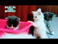 Baby Kittens Playing And Joking In The Basket