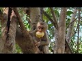 most adorable monkey rose and robin enjoying a sumptuous mango breakfast 🐒🥭✨