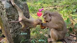 Most Adorable Monkey Rose And Robin Enjoying A Sumptuous Mango Breakfast! 🐒🥭✨