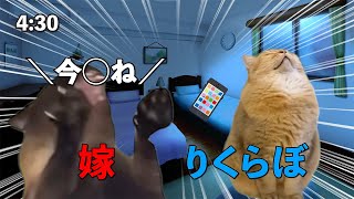 りくらぼというYouTuberの平和な1日【猫ミーム】