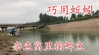 夏季杂鱼疯狂闹窝 老张却选择用蚯蚓钓鲫鱼 效果还不错