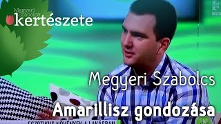 Amarillisz gondozása - Amarillisz virágoztatás - Amarillisz nevelése