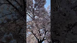 【日本の桜】桜を眺めていると。Cherry blossoms are in full bloom